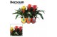 Guzmania mix Squarosa mix - Luxe keramiek 