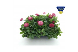 Bellis speedstar Bellis Perennis habanera red,rood