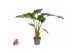 Alocasia portodora 
