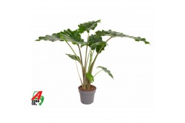 Alocasia portodora