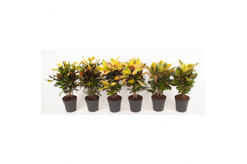 Codiaeum variegatum mix 