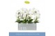 Phalaenopsis mirror miracle aurora wit 2 tak boog in wit lazio 