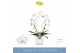 Phalaenopsis mirror miracle aurora wit 2 tak boog in wit lazio 