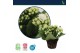 Kalanchoe calandiva wit zonder hoes 