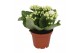 Kalanchoe calandiva wit zonder hoes 