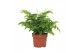 Adiantum fritz-luthi 
