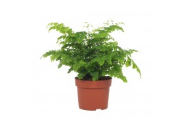 Adiantum fritz-luthi