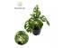 Monstera Monstera obiqua monkey Japanese Tricolour 14 cm 2 pp 
