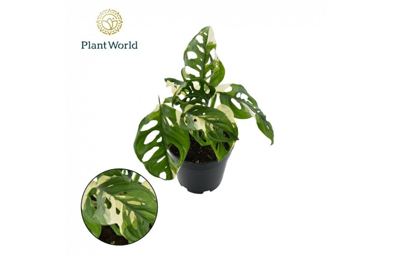 Monstera Monstera obiqua monkey Japanese Tricolour 14 cm 2 pp 