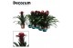 Guzmania francesca 