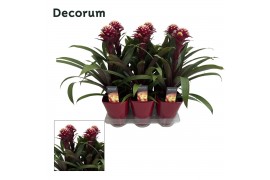 Guzmania francesca Luxe keramiek