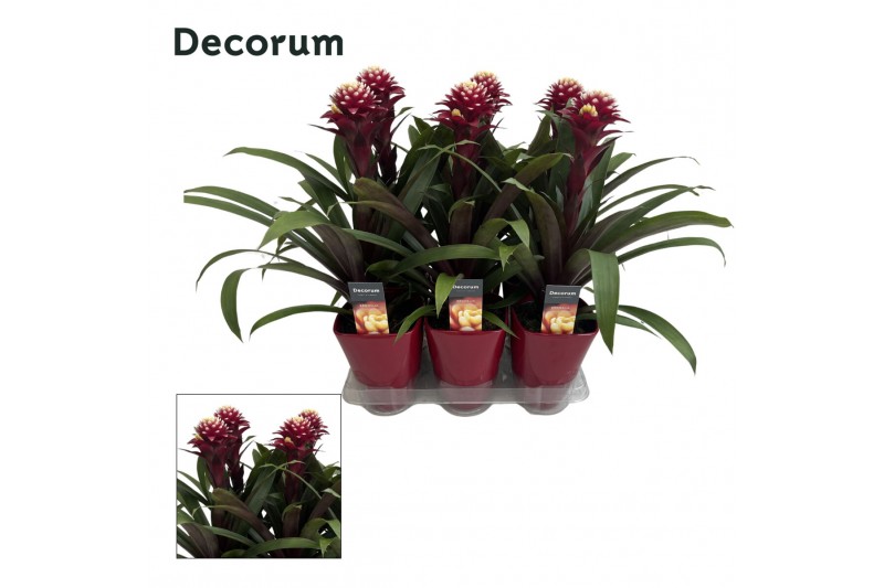 Guzmania francesca Luxe keramiek 