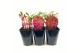 Paeonia mix Premium Longlife 
