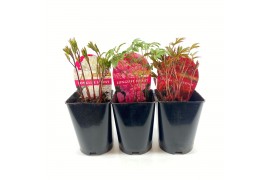 Paeonia mix Premium Longlife