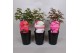 Paeonia mix Premium Longlife 