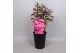 Paeonia roze Premium Longlife 