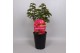 Paeonia rood Premium Longlife 