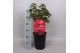 Paeonia rood Premium Longlife 