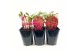 Paeonia wit Premium Longlife 