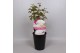 Paeonia wit Premium Longlife 