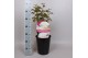 Paeonia wit Premium Longlife 