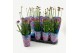 Allium Longlife 