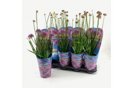 Allium Longlife