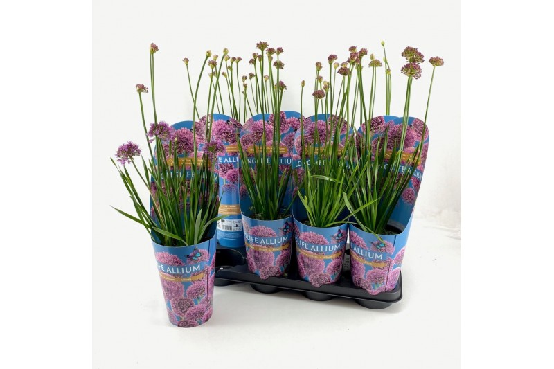Allium Longlife 