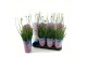 Allium Longlife 