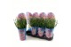 Allium Longlife 