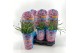 Allium Longlife 