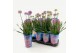 Allium Longlife 