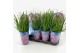 Allium Longlife 