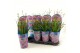 Allium Longlife 