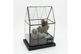Arrangementen cactus CTCR-2541 Cactus Essentials Terrarium 2 pp
