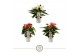 Anthurium andr. mix 18 3 kleuren 