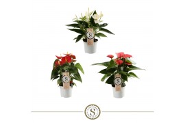 Anthurium andr. mix 18 3 kleuren