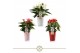 Anthurium andr. mix 201 in keramiek,1 bl. 