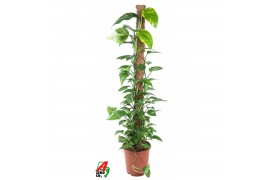 Epipremnum aureum Mosstok