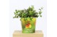 Callisia turtle in beker pet candy vogel 