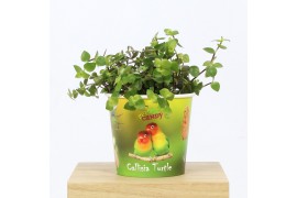 Callisia turtle in beker pet candy vogel