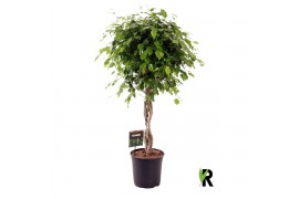 Ficus benjamina exotica gevlochten stam