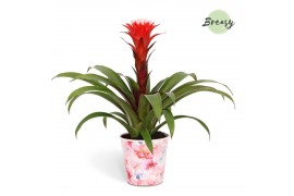 Guzmania hope Paris potcover