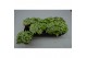 Fittonia bubble lemon 