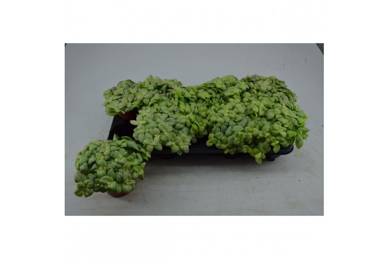 Fittonia bubble lemon 