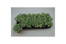 Fittonia mini whisper