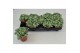 Fittonia mosaic white tiger 