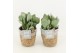 Crassula arborescens in basket 