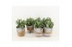 Crassula arborescens in basket 