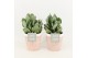 Crassula arborescens in terracotta keramiek 